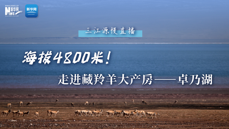 大美中國(guó)｜海拔4800米！走進(jìn)藏羚羊大產(chǎn)房——卓乃湖