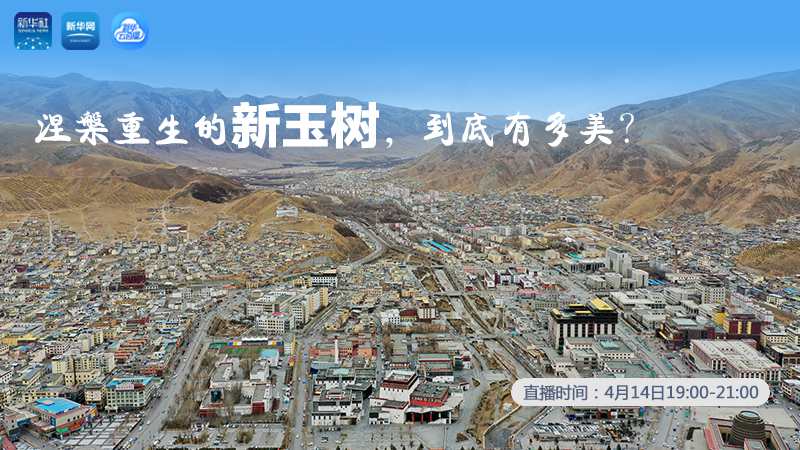 涅槃重生的新玉樹，到底有多美？