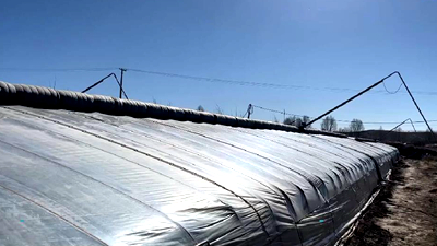 新鮮！青藏高原長出&ldquo;熱帶水果&rdquo;