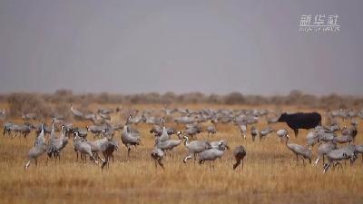 壯觀！遷徙灰鶴&ldquo;備降&rdquo;青海都蘭